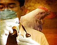 Bird Flu Vaccine Won't Precede Pandemic