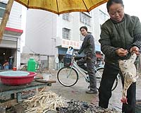 China reassures over bird flu, says no outbreak