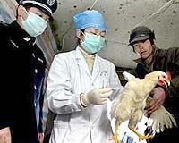 China Will Not Be Hit Hard By Bird Flu This Fall