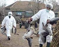 Bird Flu Hits Western Europe
