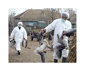 Health experts, scientists to discuss bird flu studies