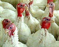 Vaccine Provides 100% Protection Against Avian Flu Virus In Animal Study