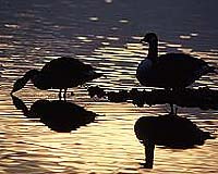 2,000 snow geese die in US, avian cholera suspected