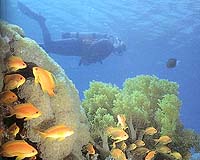 Coral recovering from 2004 tsunami