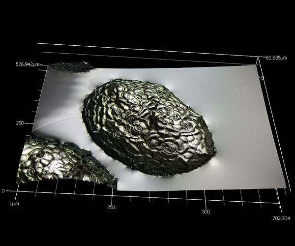 Hypergravity odyssey of Earth's tiniest plant