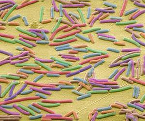 E. coli adapts to colonize plants