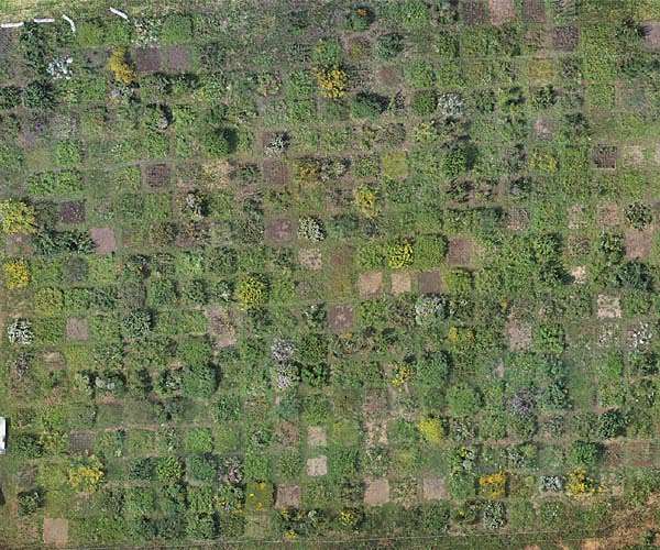 Drone-based photogrammetry: A reliable and low-cost method for estimating plant biomass