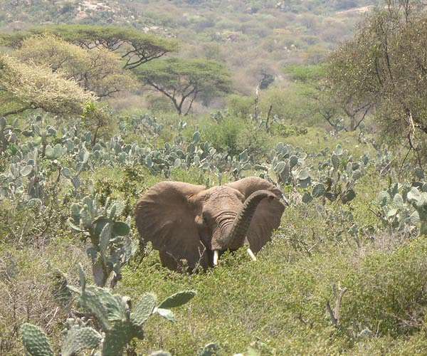 Elephant kills Maasai man in Tanzania's Ngorongoro