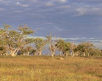 Fertilization Intensifies Competition For Light And Endangers Plant Diversity