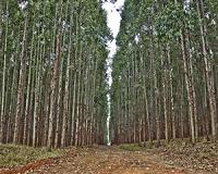Drought-hit Cape Town should cut down 'alien' trees: study