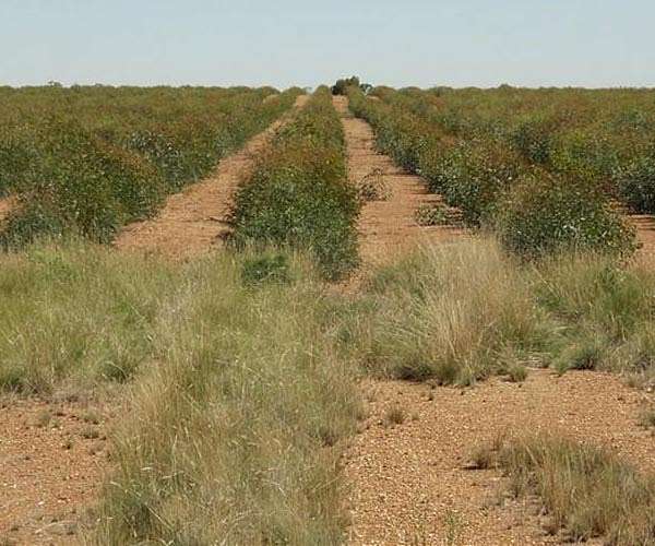 Detailed images from space offer clearer picture of drought effects on plants