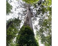 New analysis links tree height to climate