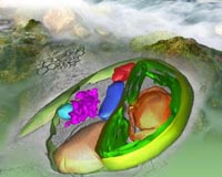Genes From Tiny Algae shed light on big role managing carbon in oceans