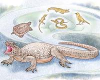 SA fossil is the long-awaited link to the evolution of turtles