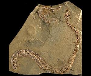 X-Rays Reveal Hidden Leg Of An Ancient Snake