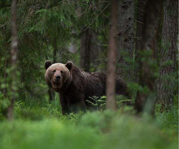 Fatal bear attacks hit new record in Japan