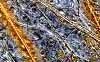 Europan Biodiversity Unlikely