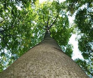First-of-its-Kind Map Depicts Global Forest Heights