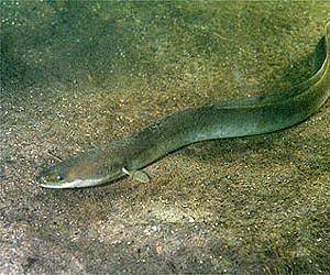 Dutch fishermen give vanishing eels new lease of life