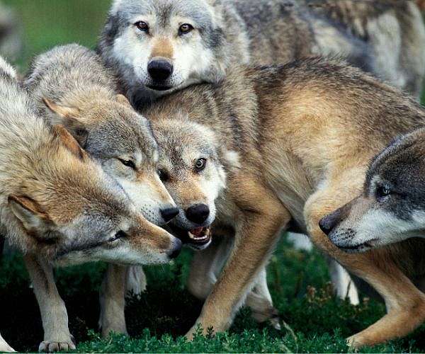 Howl of disapproval: French activists quit wolf talks