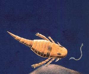 Pterygotid Sea Scorpions No Longer Terror Of The Ancient Seas