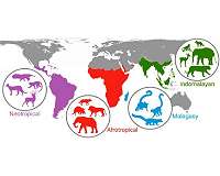 Ancient events are still impacting mammals worldwide