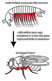 Ohio Changes Its Mind Regarding Evolution