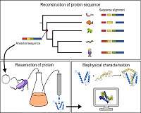 Ancient proteins studied in detail