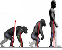 Adaptation Plays A Significant Role In Human Evolution