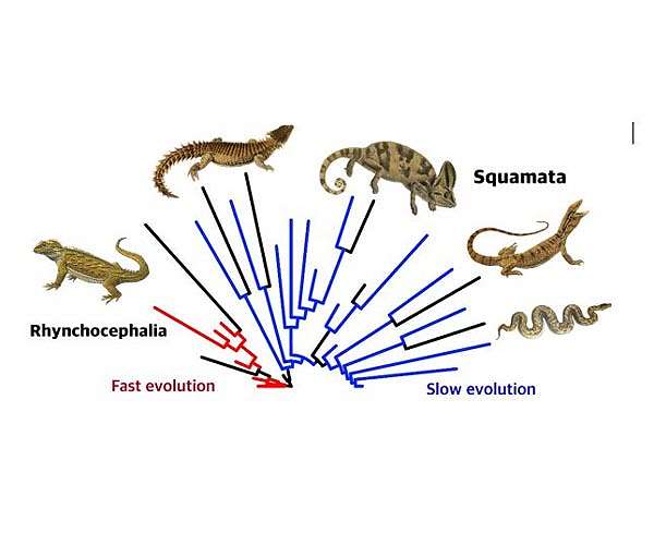 Rapidly evolving species more likely to go extinct, study suggests
