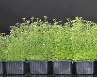 Evolution drives how fast plants could migrate with climate change