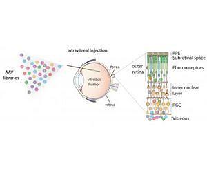 Researchers develop easy and effective therapy to restore sight