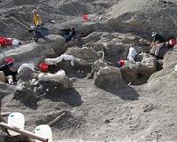 Drexel team unveils Dreadnoughtus