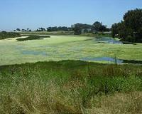 Fish declines linked to effects of excess nutrients on coastal estuaries