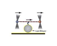 Getting a grip on slippery cell membranes