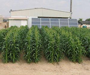 BGU Researchers Test Solar Desalination System for Arid Land Agriculture
