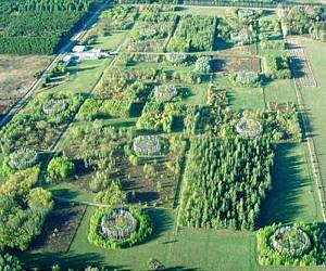 Analysis raises atmospheric, economic doubts about forest bioenergy