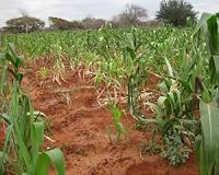 Maize roots have evolved to be more nitrogen efficient