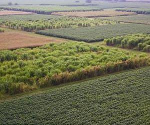 Relative reference: Foxtail millet offers clues for assembling the switchgrass genome
