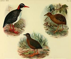 Using the past to improve ecological forecasting