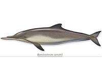 Fossil porpoise has a chin for the ages