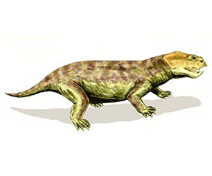 Ancient furry mammals had big brains for smell