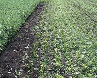 One crop, two ways, multiple benefits