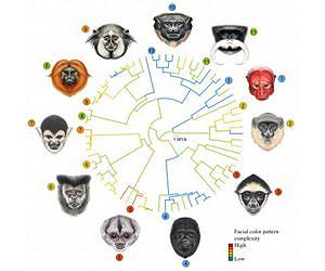 Evolution is written all over your face