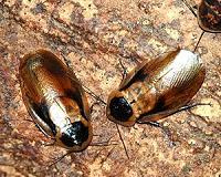 Bug bombs do a crummy job of killing cockroaches, study finds
