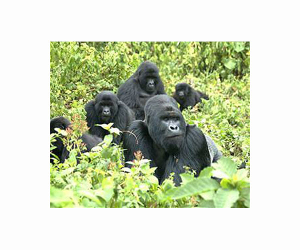 Two mountain gorillas born in Virunga park, Twin pandas named Yuandudu and Huanlili
