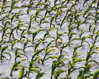 Crop Models Help Increase Yield per Unit Of Water Used