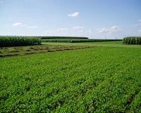 History to Blame for Slow Crop Taming