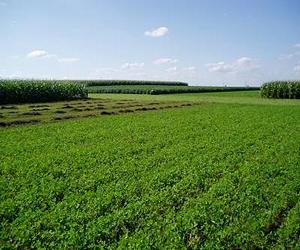 High Yield Crops Keep Carbon Emissions Low