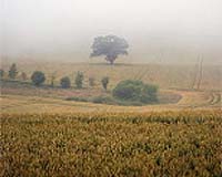 Human-Generated Ozone Will Damage Crops